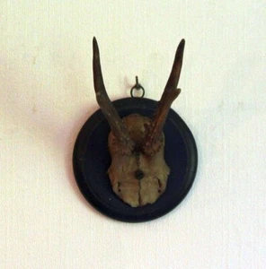 Alte Trophäe Geweih Gehörn Reh - Bild 1 von 4