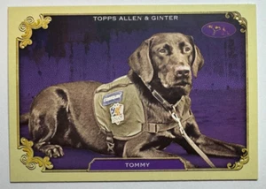 2024 Topps Allen and Ginter Dog #SOS-6 Tommy Westminster - Picture 1 of 2