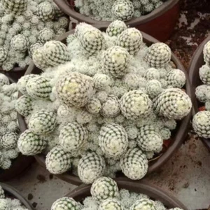 5-9CM Succulent Cactus Plant Escobaria Sneedii(Multi-Head)Cactaceae Garden Plant - Picture 1 of 21