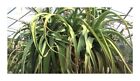 10x Aloe Spicata Gazaland Aloe Garden Plants - Seeds ID826