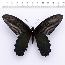 Papilio alcmenor sp. - Entomology Butterfly Papilionidae Butterfly