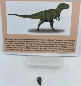 Abelisaurus Raptor Teeth Cretaceous Dinosaur Morocco COA Real No Repair A44 - Picture 1 of 2