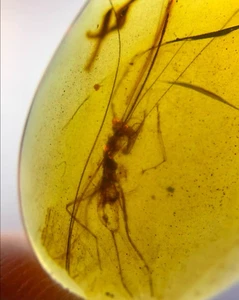 Burmit Fossil Kreidezeit Bernstein Gottesanbeterin Insekt Burmese Amber Fossil Myanmar - Bild 1 von 9