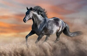 Carta da parati fotografica TESSUTO CAVALLI (5753S) camera da parati bambini pony zebra cavallo asino XXL - Foto 1 di 1
