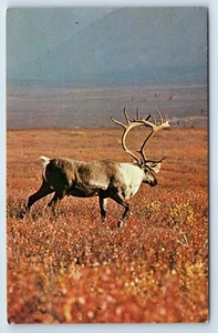 Männliches Karibu weidet auf Feld gefunden in Alaska Tundra und Kanada Postkarte - Bild 1 von 2