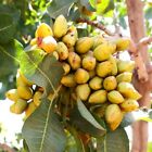 Pistachio Tree Seeds | Pistacia Vera Green Nut Perennial Seed 2024 Fast Shipping