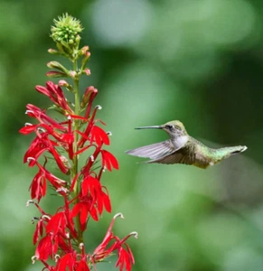 CARDINAL FLOWER Red Hummingbird Plant Perennial Wet Areas Non-GMO 1000 Seeds! - Picture 1 of 7