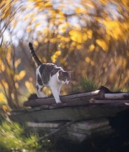 Lente soviética Helios 44M 58 mm Petzval modificación Dreamy Swirly montaje Bokeh M42 - Imagen 1 de 24