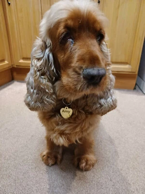 HIT Gold Mirror Acrylic Custom Text Engraved Heart Shape Pet Dog Cat Tag Id - Image 1 of 4