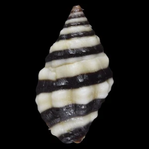 ENGINA MELANOZONA (Olango Isl., Philippines) 9.5mm #45980 - Picture 1 of 3