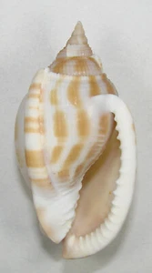 CASSIS MUANGMANI 64.66mm SUPER CHOICE RARE SPECIMEN off Phuket, Thailand - Picture 1 of 2