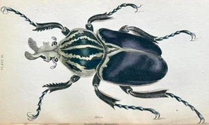 1840s Jardine Beetles Entomology Naturalist's Library Orig Complete 30 HC Plates - Picture 1 of 24
