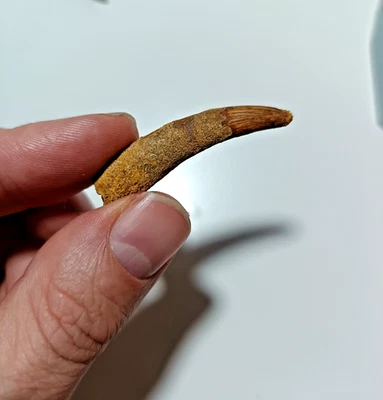 Pterosaur (Pterodactyl) Fossil Tooth Dinosaur Era Cretaceous Boxed 4.3cm HT-101 - Image 1 of 4