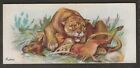 PLAYERS-WILD ANIMALS OF THE WORLD 1901 (NARROW WITH LTD)-#41- PUMA 