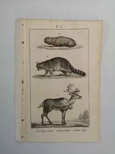 BRETT / GRAVUR von 1816 - SÄUGETIERE / WASCHMASCHINE / RENTIER (P5) - Bild 1 von 2