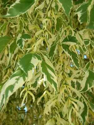 VERIEGATED BOX ELDER MAPLE TREE ACER NEGUNDO VARIEGATUM EDIBLE MAPLE SYRUP - Image 1 of 3