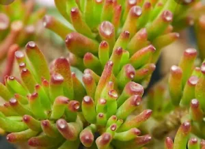 3 Hojas De Suculenta Crassula Ovata Gollum - Bild 1 von 1