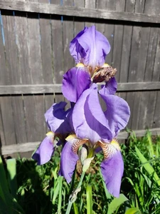 Iris mixed lot. 2 mixed bearded, 1 Siberian, 2 Jap purple, Louisiana & Fringed. - Picture 1 of 10