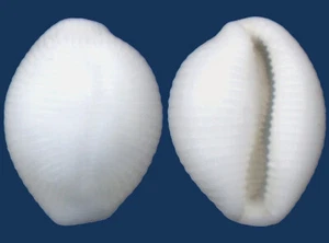 Shell Trivirostra bockii Seashell - Imagen 1 de 2