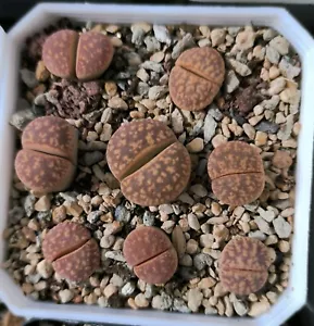 L. gesinae v. gesinae 'Pink' - Picture 1 of 2