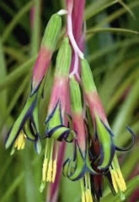 Billbergia Nutans- QueensTears- Bromeliads Friendship Plant Three Rooted Plants - Image 1 of 4