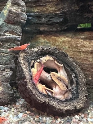 Aquarium Shrimp Cave / Neocaridina Habitat Decor / Black Walnut Shells - Image 1 of 4