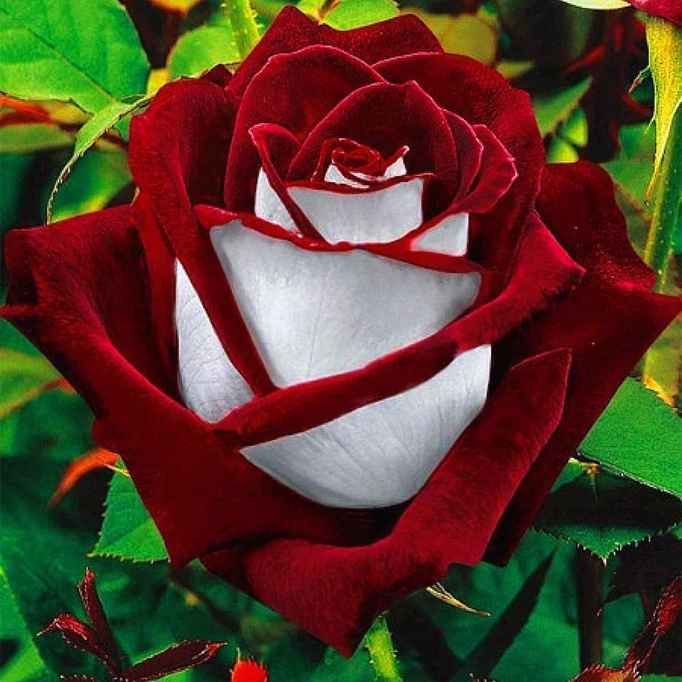 Rare Deep Red & White Osiria Ruby Rose Seeds Flower Garden Plant Seeds Gift, UK - Image 1 of 1