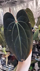 Anthurium Carla (carlablackiae) × RVDP – Top-tier Selection - Picture 1 of 7