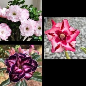 3 Adenium Obesum Rosa Del Desierto Flores Increíbles - Picture 1 of 3