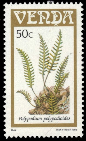 VENDA 127 (SG118) - Resurrection Fern "Polypodium polypodioides" (pa57411+) Cover