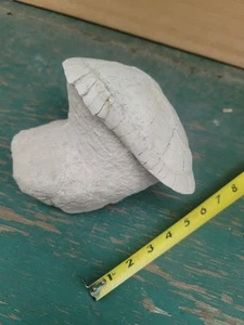 White River Fossil Turtle tortoise on natural pedestal Oligocene Wyoming - Picture 1 of 7