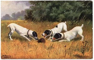 SMOOTH FOX JACK RUSSELL TERRIER DOGS AND HEDGEHOG OLD DOG ART POSTCARD - Picture 1 of 1