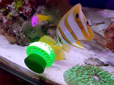 Marine Aquarium Fish Feeder for Frozen Food Artemia Mysis 