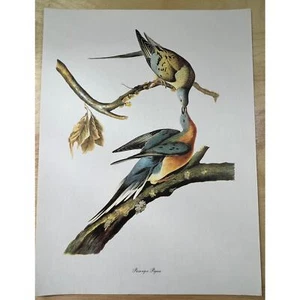 Audubon Birds of America Passenger Pigeon Original  Print Vtg 1950 Peterson 9x12 - Picture 1 of 6