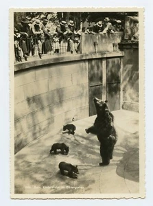 Mother Bear and Cubs at Zoo in Bern, Switzerland B&W RPPC 4x6 Postcard - Imagen 1 de 2