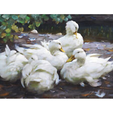 Koester Five White Ducks Resting Birds Nature Painting Canvas Art Print Poster