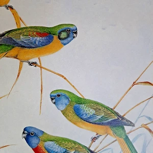 Turquoise Parrot Scarlet-Chested Parrots Parakeets Neville Cayley Print Plate 20 - Picture 1 of 2