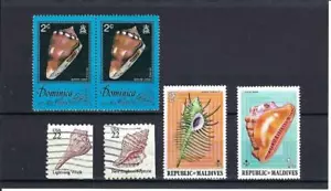 GUSCI-MALDIVE, MUREX.- CONO MOUSE. 'DOMINICA,-'LIGHNING-'NETTUNO,' US -I - Foto 1 di 1