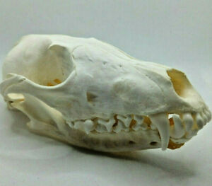 1 Pcs Real Snow Fox skull / Real animal skull / Real bone / New/ craft