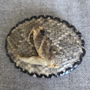 The Skin Shop Rattle Snake Head Belt Buckle - Picture 1 of 5