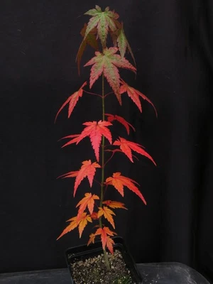 Acer Palmatum Ssp. Amoenum 'Mikawa Yatsubusa' Japanese Maple Tree Seedling 17" - Image 1 of 4