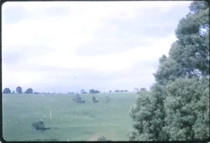 SHEEP NEAR MELBOURNE AUSTRALIA DECEMBER 1969 KODACHROME SLIDE - Picture 1 of 3