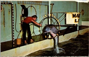 Vintage Rapid City SD- South Dakota, Marine Life, Dolphin Jumping Postcard - Picture 1 of 2