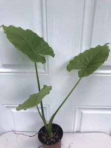 Elephant Ear Live Plants Tropical Alocasia - Picture 1 of 2