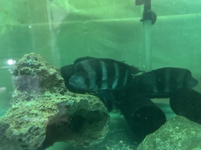 Large Blue Zaire Frontosa 6-8 Inch (overnight shipping)  - Image 1 of 4