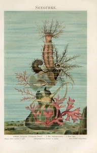 1895 MARINE SEA SNAKE SEA CUCUMBER STARFISH BRITTLE STAR Chromolithograph Print - Picture 1 of 1