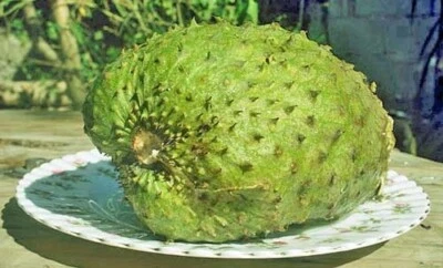 Annona muricata | Soursop | Graviola | 10 Seeds - Image 1 of 4