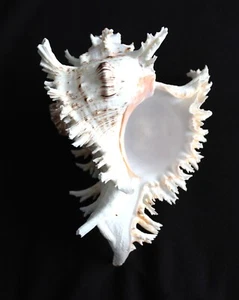 Concha marina Ramose Murex calidad coleccionista - Imagen 1 de 2