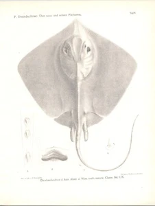 Original antiker Fischdruck 19. Jh. - Steindachner - neue & seltene Art - Bild 1 von 1