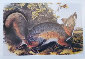 Cartolina artistica volpe grigia John James Audubon National Audubon Society - Foto 1 di 4